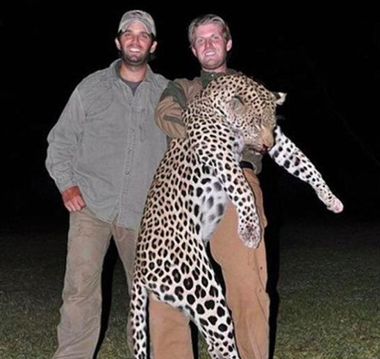 How Big of. Pussy Do you have to BE to kill this Noble Animal for sport? Just ask Donald Trump Jr and his brother Eric. One more reason to vote for Hilary! 🙋🇺🇸