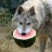 watermelonwolf